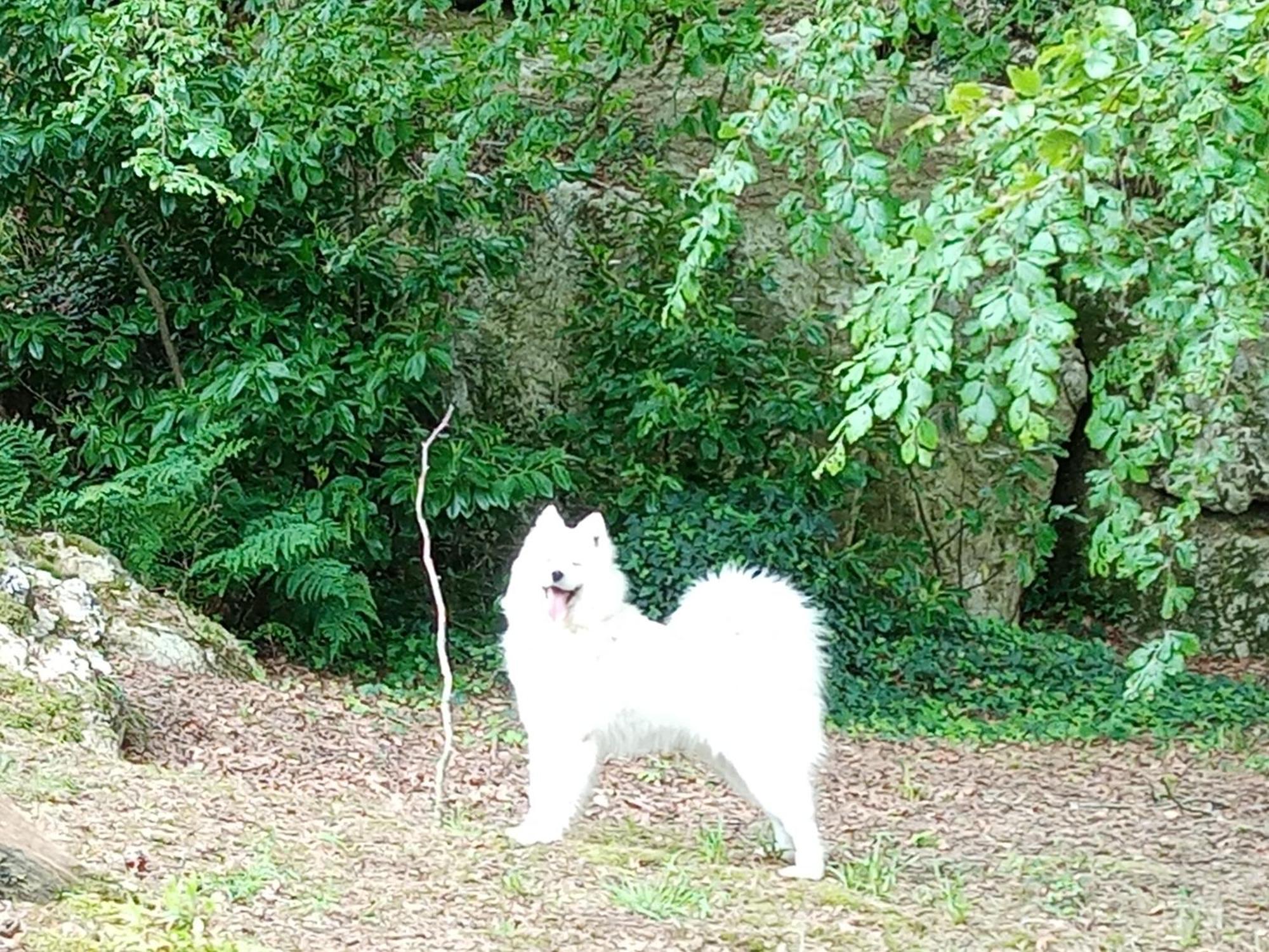 Le Rocher Du Samoyede Dirinon 外观 照片